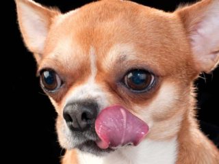 Chihuahua licking lips