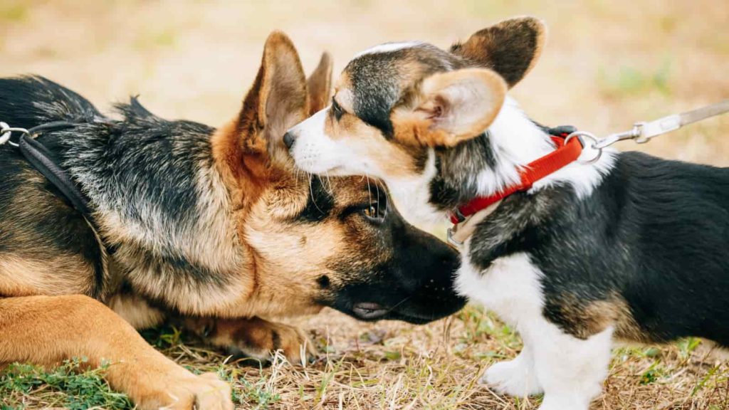 Getting A Second Corgi? (What You Need To Know!) | Paws and Learn