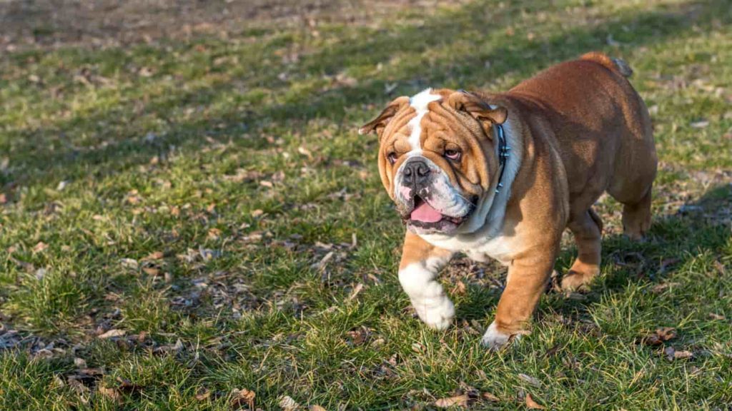 Why Is My Bulldog Limping? | Paws and Learn