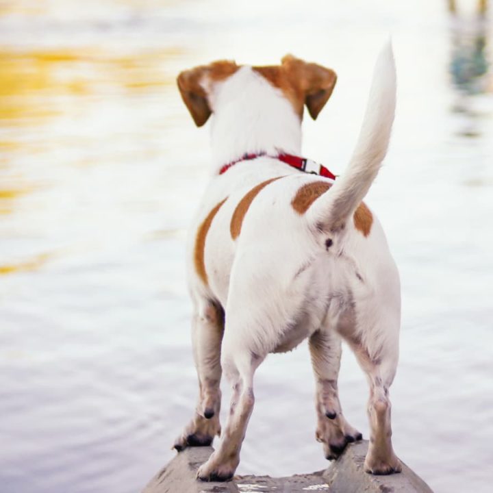 do jack russell terriers have short tails