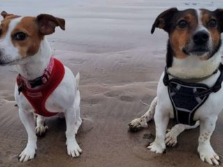 Two Jack Russell Terriers sitting on the beach