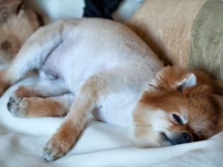 Shaved Pomeranian