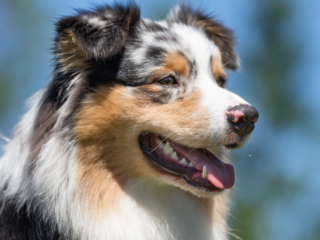 Brown and white Australian Shepard open mouthed, brown eyes.
