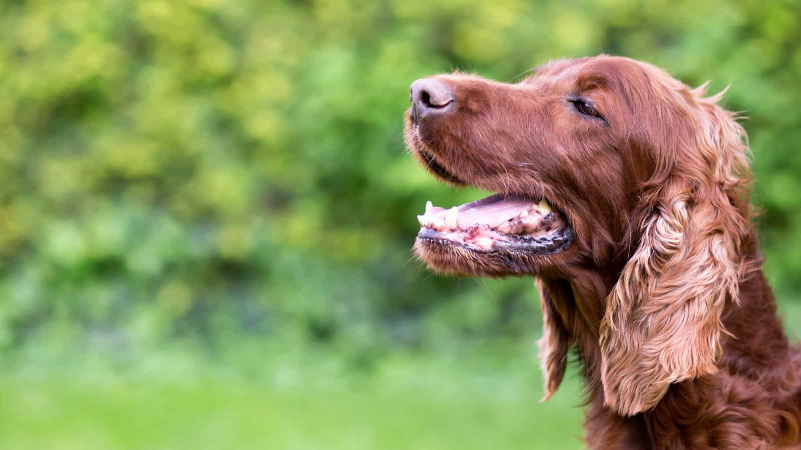 Cocker Spaniel Teething and Teeth Care Guide | Paws and Learn