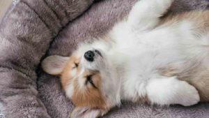 White and light brown Corgi laying on its back showing its stomach and sleeping on a doggy bed.