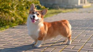 Light brown and white corgi with short legs standing on a walkway outside.