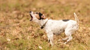 Brown and white Jack Russell Terrier barking in the grass and leaves outside.