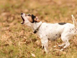 Brown and white Jack Russell Terrier barking in the grass and leaves outside.