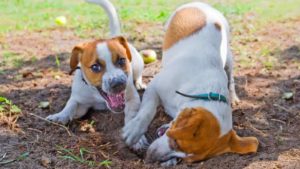 Two white and brown Jack Russell Terriers playing with each other in the mud.