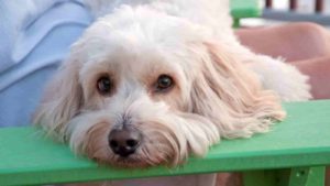 White Cockapoo laying its head on a green bench looking sad.