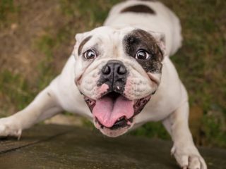 Very happy white Bulldog jumping against a fence with an open mouth.