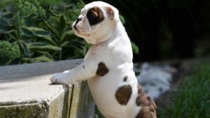 White and brown spotted Bulldog puppy standing on a concrete block outside.