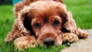 Reddish brown Cocker Spaniel lying in the grass looking at camera with puppy dog eyes.