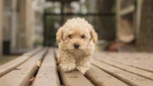 Light brown Maltipoo walking towards camera on a wood porch.