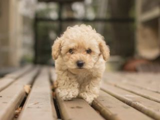 Light brown Maltipoo walking towards camera on a wood porch.