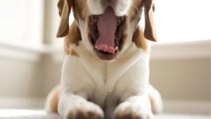 White Beagle Yawning in front of the camera.