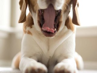 White Beagle Yawning in front of the camera.