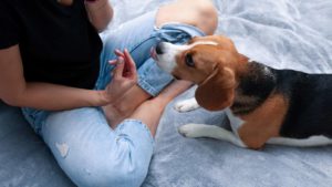 Brown and white Beagle laying in front of a human with a black shirt and ripped jeans on.