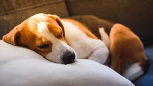 Brown and white Beagle sleeping on a white pillow.