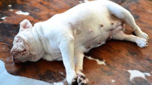 White Bulldog sleeping on its side on a brown fur rug.