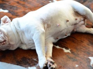 White Bulldog sleeping on its side on a brown fur rug.