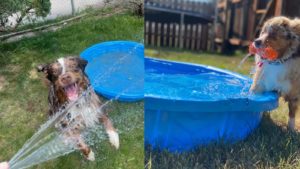 Two different pictures of an Australian Shepherd playing in a kitty pool and hose outside in the grass.
