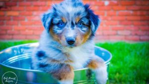Edited to be bright picture of Australian Shepherd puppy in a bucket on the grass in front of a brick wall.
