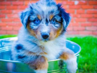 Edited to be bright picture of Australian Shepherd puppy in a bucket on the grass in front of a brick wall.