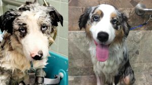 Two different pictures of a white and brown Australian Shepherd being bathed.