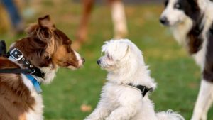 Brown Australian Shepherd (on left) meeting another white dog at the dog park.