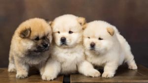 Three little Chow Chow puppies sitting on stools with a brown background.