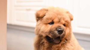 Light brown Chow Chow sitting in front of a window with its mouth open.