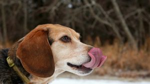 Brown Beagle licking its nose outside in the snow/woods.