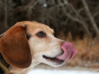 Brown Beagle licking its nose outside in the snow/woods.