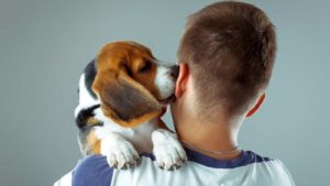 Beagle licking a man's/boy's ear while holding the dog in front of a grey background.