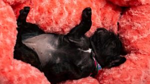 Black Bulldog puppy lying on its back sleeping in a pink blanket.