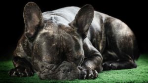 Dark brown/black sleeping Bulldog on a green carpet and black background .