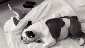 Black and white picture of Bulldog lying in its owner's bed with the owner's feet sticking out of the sheets.