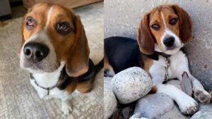 One picture of a beagle with red eyes looking up at the person taking the picture. Second picture of Beagle Laying against a concrete wall on a big pile of smooth stones.