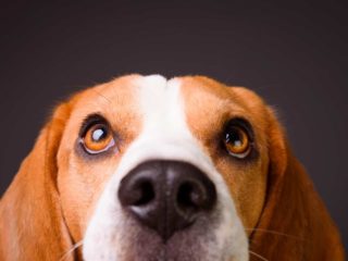 Brown and white beagle looking up above the camera. Black background.