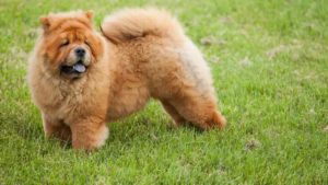 Brown Long haired Chow Chow standing in a field of grass.
