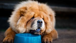 Brown Chow Chow drinking water from a blue doggy bowl.