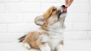 Brown and white Corgi eating something from a hand with an all white background.