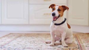 White and brown Jack Russell Terrier sitting on a carpet while yawning.