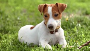 Brown and white Jack Russell Terrier lying in a field of grass.