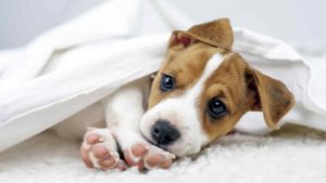 White and brown Jack Russell Terrier puppy lying under a white sheet.