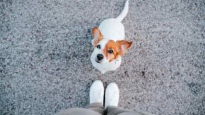 White and Brown Jack Russell Terrier sitting in front of the picture takers feet while looking up at the camera.
