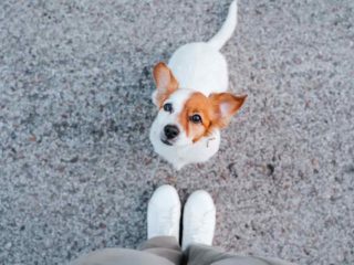 White and Brown Jack Russell Terrier sitting in front of the picture takers feet while looking up at the camera.