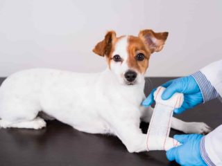 White and brown Jack Russell Terrier looking at camera, at vet getting bandaged on a table.