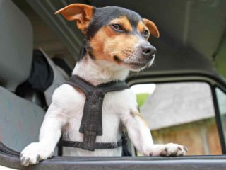Brown and white Jack Russell Terrier with a harness leaning out the window of a van or truck of sorts.